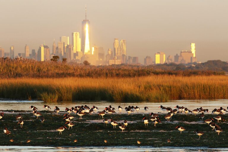 U.S. City Unveils Bold Biodiversity Plan